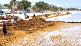 Sargazo golpea el Caribe Mexicano: 32 playas afectadas y solo cinco libres en 2026