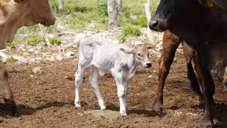 Nacen en Yucatán los primeros siete becerros por inseminación artificial en un rancho de Sucilá