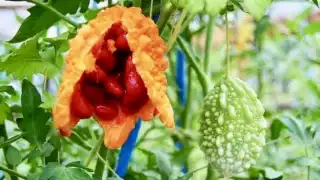 El cundeamor es conocido por ser el remedio herbolario más efectivo para el control de la glucosa