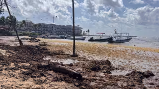 Sargazo ahoga a Playa del Carmen; lodo y malos olores golpean al turismo