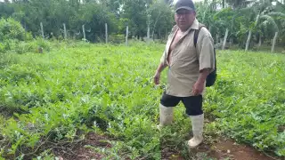 Las plagas han afectado diversos cultivos en el Oriente de Yucatán