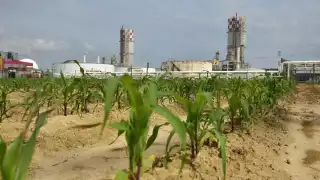 En Campeche, alertan que agroquímicos amenazan a los polinizadores y ponen en riesgo cultivos