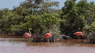 Espectacular avistamiento de flamencos sorprende a visitantes de Isla Arena