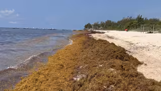 Activistas piden reforzar la vigilancia en las playas para proteger los nidos