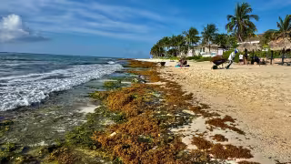 Afectan sargazo y erosión a Xcalacoco en Playa del Carmen