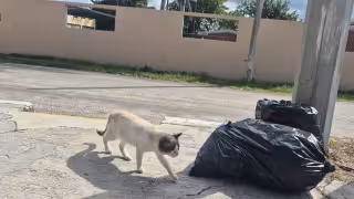 Indignación en Champotón por múltiples muertes de gatos envenenados
