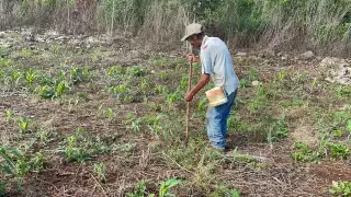 En Los Chenes, algunos campesinos aún siembran maíz con el método tradicional de espeque.