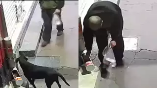 Hombre le roba sus croquetas a perrito callejero