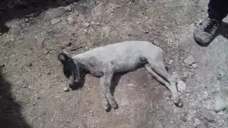 En múltiples ocasiones han envenenado animales en la localidad