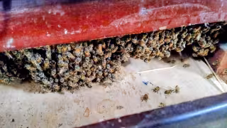 Bomberos eliminan enjambre de abejas dentro de vivienda en Chetumal