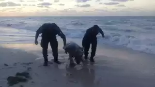 Progreso: Se investiga ecocidio