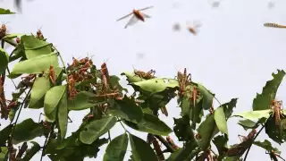 Personal de la Cesavecam colocó anuncios para informar sobre la cercanía de langostas