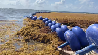 Sargazo, perros y barreras amenazan anidación de tortugas en Playa del Carmen, advierten ambientalistas