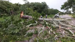El colosal árbol cubría la mayor parte de la carretera por lo que impedía el tráfico vehicular