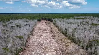 Aún se está analizando dónde serán exhibidos