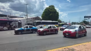 Rescatan ave de rapiña en Quintana Roo, estaba en muy malas condiciones
