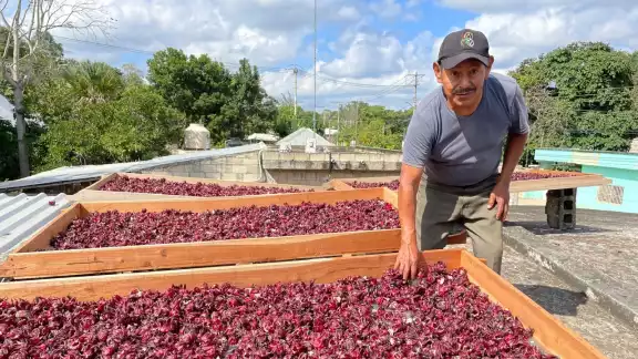 La flor se comercializa a 100 pesos el kilo y ya tiene asegurada su compra en el mercado nacional