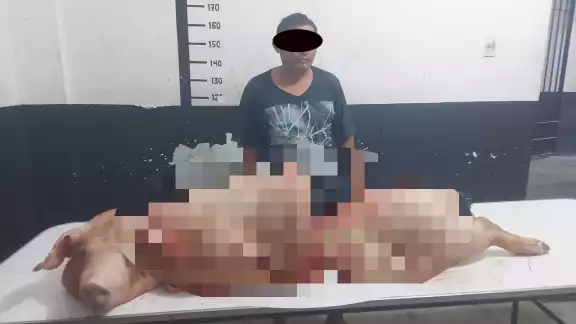 El cerdo se encontraba embolsado en la cajuela de un carro El cerdo se encontraba embolsado en la cajuela de un carro