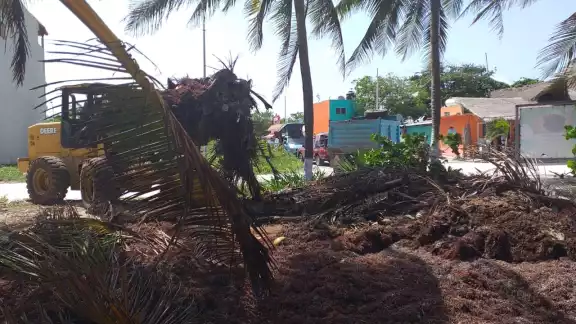 Durante las últimas semanas, habían estado trabajando a mano, con carretillas y de manera escalonada con la finalidad de poder retirar el alga de las playas