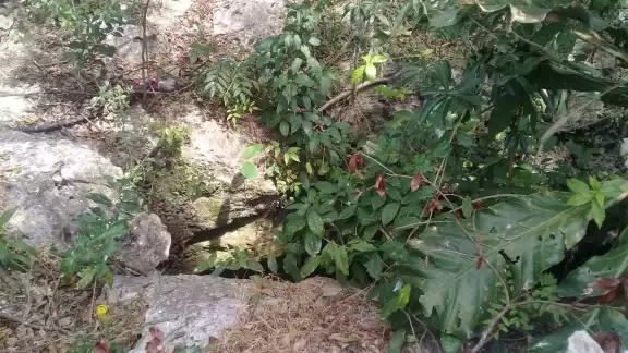 Los cenotes absorben el 30 por ciento del agua de lluvia, que llega al manto acuífero en Playa del Carmen Los cenotes absorben el 30 por ciento del agua de lluvia, que llega al manto acuífero en Playa del Carmen