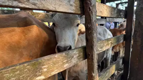 Ganadero denuncia abigeato en Palizada: hacen llamado a las autoridades Ganadero denuncia abigeato en Palizada: hacen llamado a las autoridades