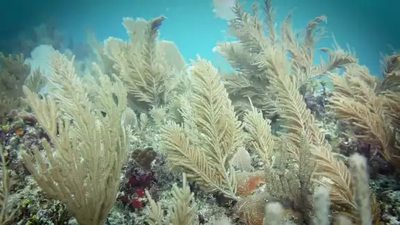 Los cementerios del mar se harán en Campeche Los cementerios del mar se harán en Campeche