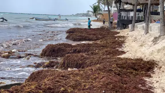 El recale de sargazo ya es visible en Quintana Roo