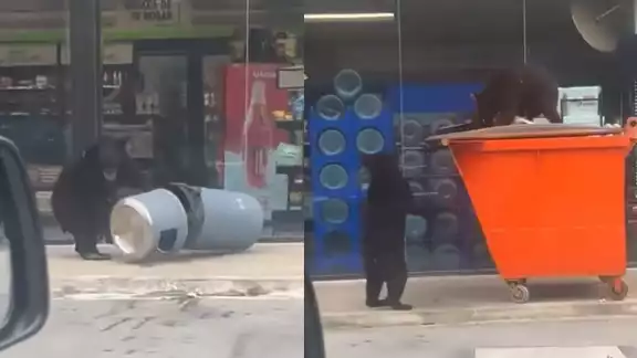 La familia de osos solamente busca alimento entre la basura de un Oxxo La familia de osos solamente busca alimento entre la basura de un Oxxo