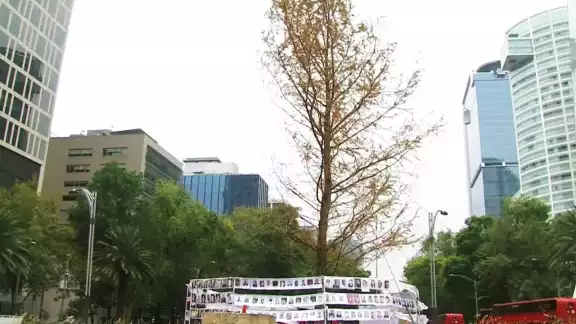 El ahuehuete fue plantado el pasado 5 de junio en la glorieta de Paseo de la Reforma El ahuehuete fue plantado el pasado 5 de junio en la glorieta de Paseo de la Reforma