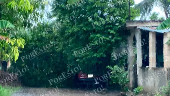 Un auto quedó aplastado bajo un árbol. Foto: Alejandro Colli Un auto quedó aplastado bajo un árbol. Foto: Alejandro Colli