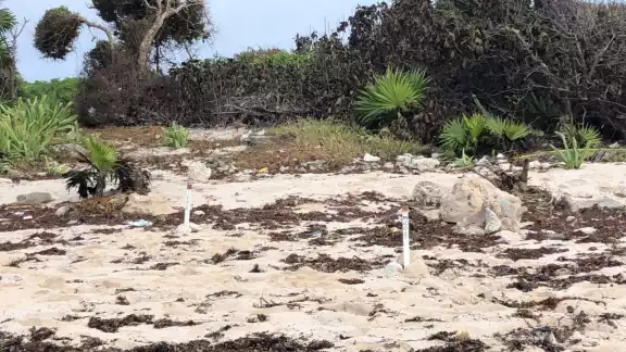 Nidos tortugueros en Tulum presentaron afectaciones tras el paso de Gamma y Delta en las costas de Quintana Roo Nidos tortugueros en Tulum presentaron afectaciones tras el paso de Gamma y Delta en las costas de Quintana Roo