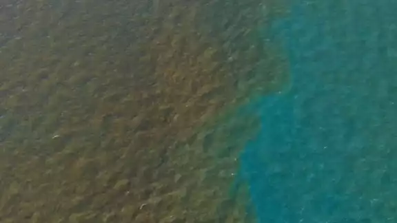 Se están realizando muestreos tanto en la orilla de la playa como mar adentro para garantizar la tranquilidad de las familias