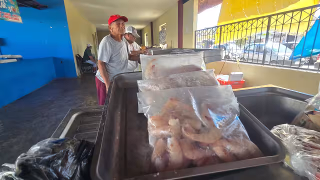 Pesca de camarón enfrenta incertidumbre por bajas capturas y veda