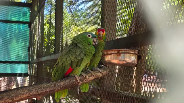 Parque Ximbal protege aves rescatadas y fomenta la conciencia ambiental