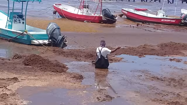 Una de las trabajadoras sargaceras comentó que, “en sí, el alga no apesta, lo que huele mal es el agua de mar que se ha podrido.
