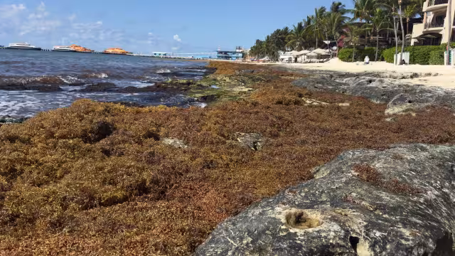 Más de un kilómetro de costa amaneció cubierto de sargazo