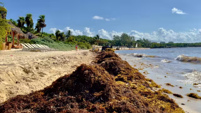 Turistas han dejado de bajar a las playas ante el alto volumen de sargazo y el mal olor en la costa.