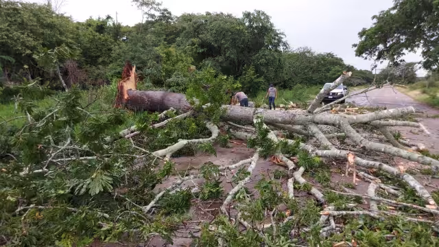 El colosal árbol cubría la mayor parte de la carretera por lo que impedía el tráfico vehicular