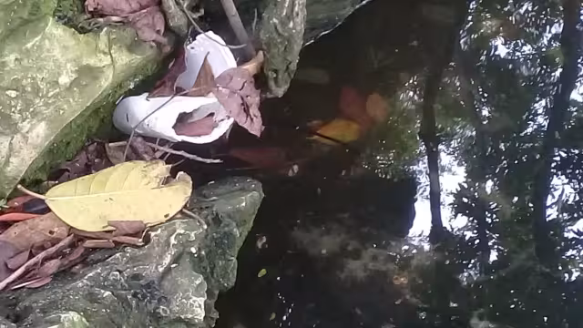 En el cenote hay pequeños peces y ranas, la calidad del agua no es buena al ser vertidos desechos en el sitio