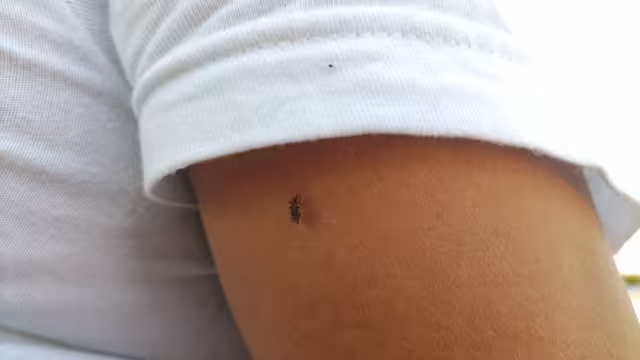 Solo siete casos confirmados de dengue hasta mayo en Carmen.