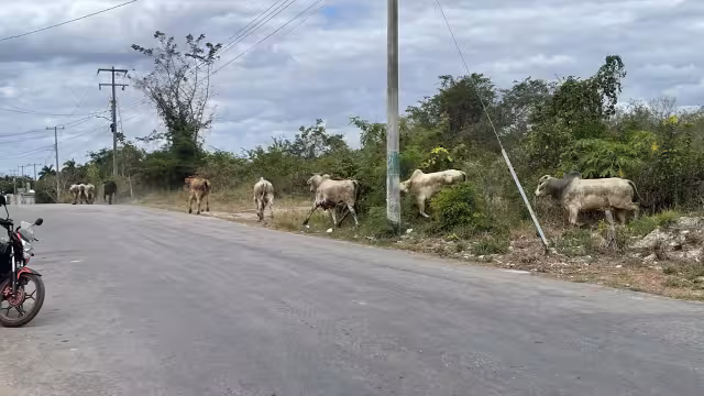 Toros protagonizan el susto del día en Tizimín