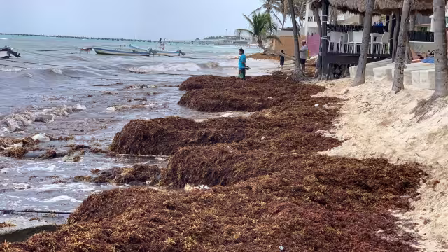 El recale de sargazo ya es visible en Quintana Roo