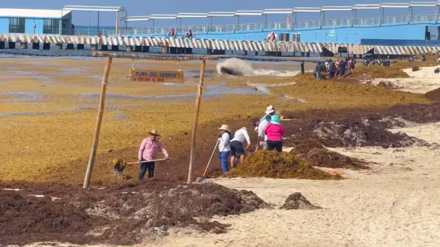 El sargazo sigue afectando las costas de Playa del Carmen.