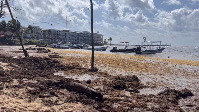 El sargazo acumulado se convirtió en lodo en varios puntos de la costa