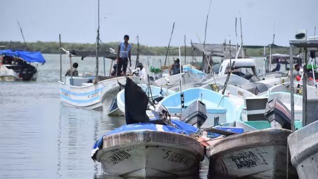 Pesca clandestina revive en Yucatán y pone en jaque al pepino de mar