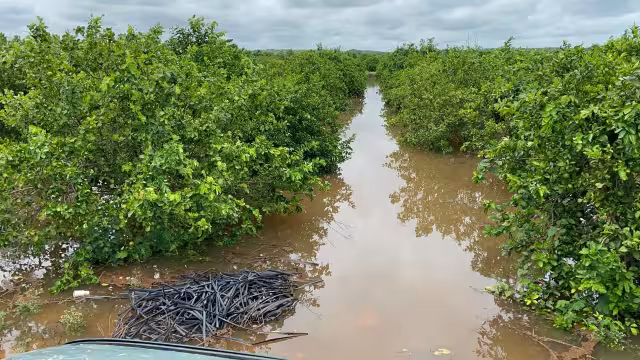 Cítricos, platanales, mangos, aguacates y papayas presentan afectaciones.