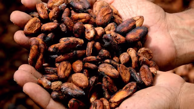 El árbol de Cacao es conocido de forma científica como Theobroma Cacao