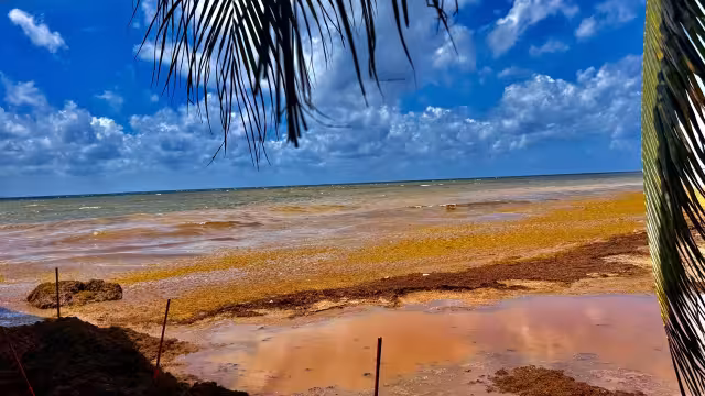 La magnitud del sargazo en las playas de la entidad pone en peligro el proceso de desovar.