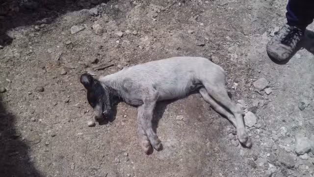 En múltiples ocasiones han envenenado animales en la localidad