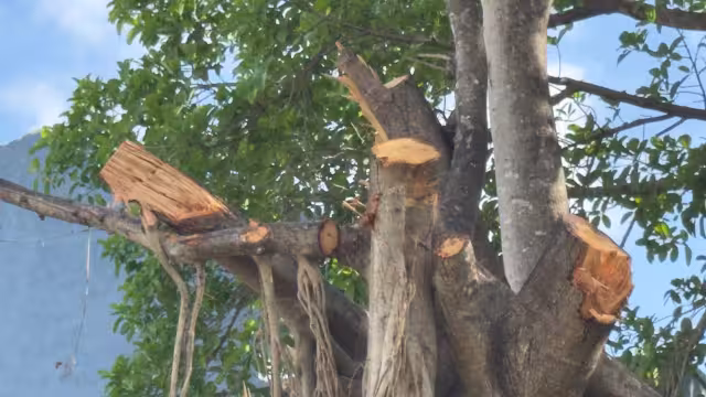 Vacío gubernamental permite tala de árboles en Playa del Carmen